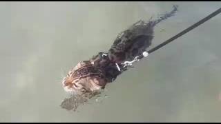 Quali gatti nuotano, bengali⚓ bengalbest by Bengal Best 1,063 views 6 years ago 8 seconds