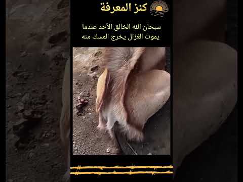 سبحان الله الخالق الأحد عندما يموت الغزال يخرج المسك منه كنز المعرفة البرية