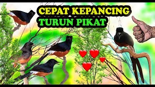 Suara Pikat Burung Murai Asli Hutan Alas