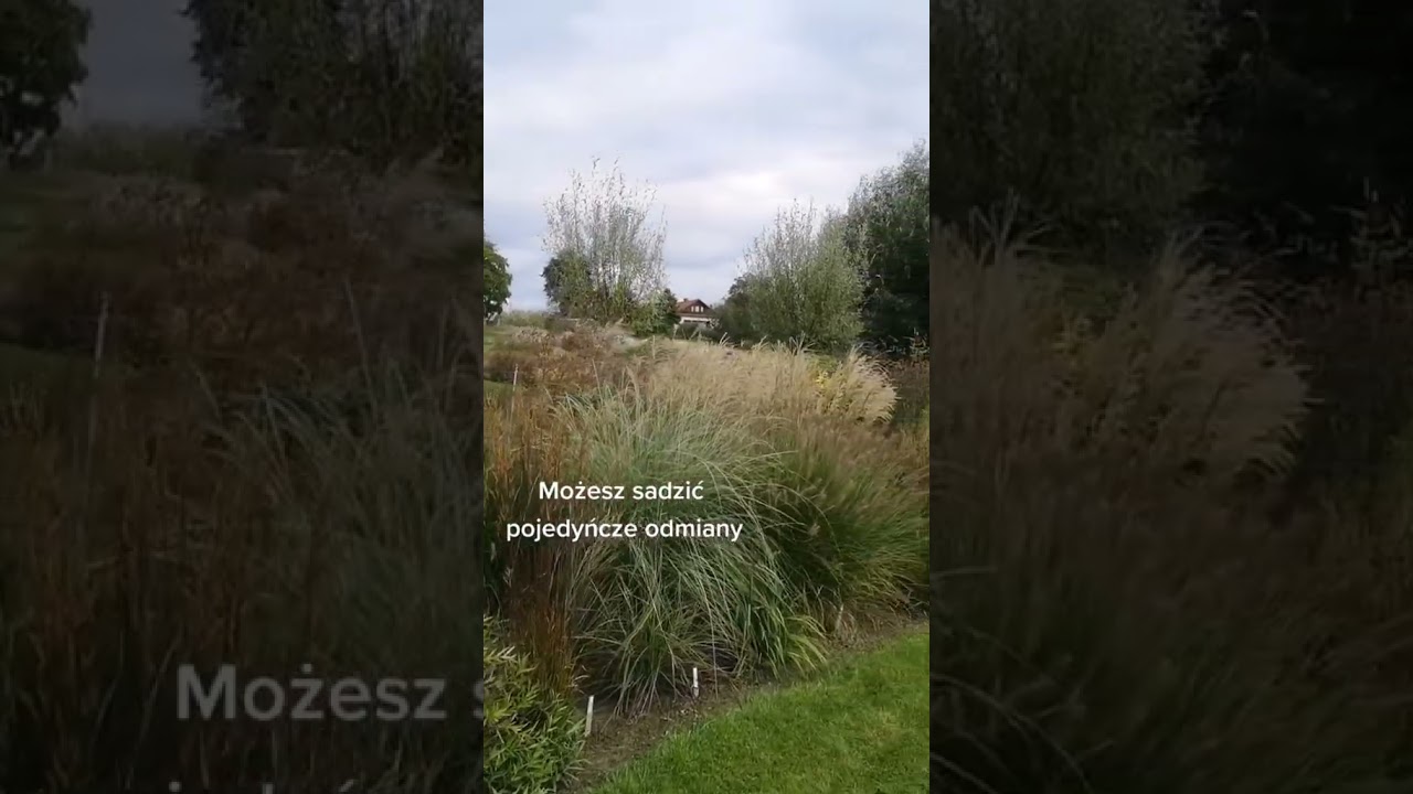 Jak komponować trawy ozdobne?