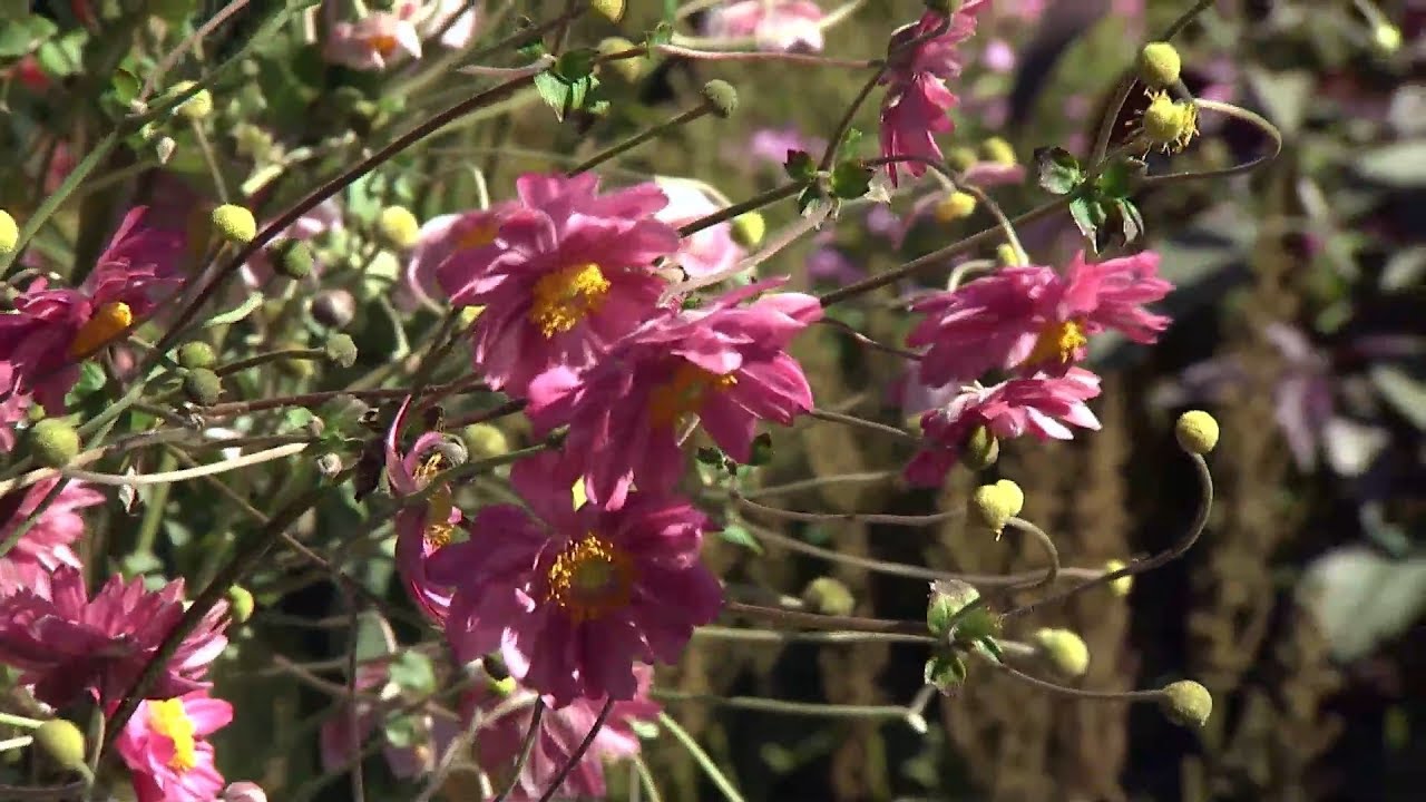 Anémona japónica o anémona híbrida - Decogarden