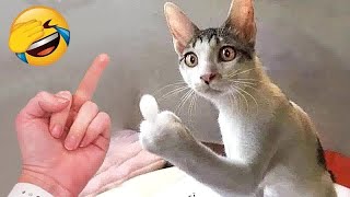 Funny Cat Video Compilation😹World's Funniest Cat Videos🥰Funny Cat Videos Try Not To Laugh😺#1