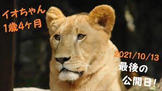 【ライオン】イオちゃん最後の公開日♪　2021/10/13　とべ動物園