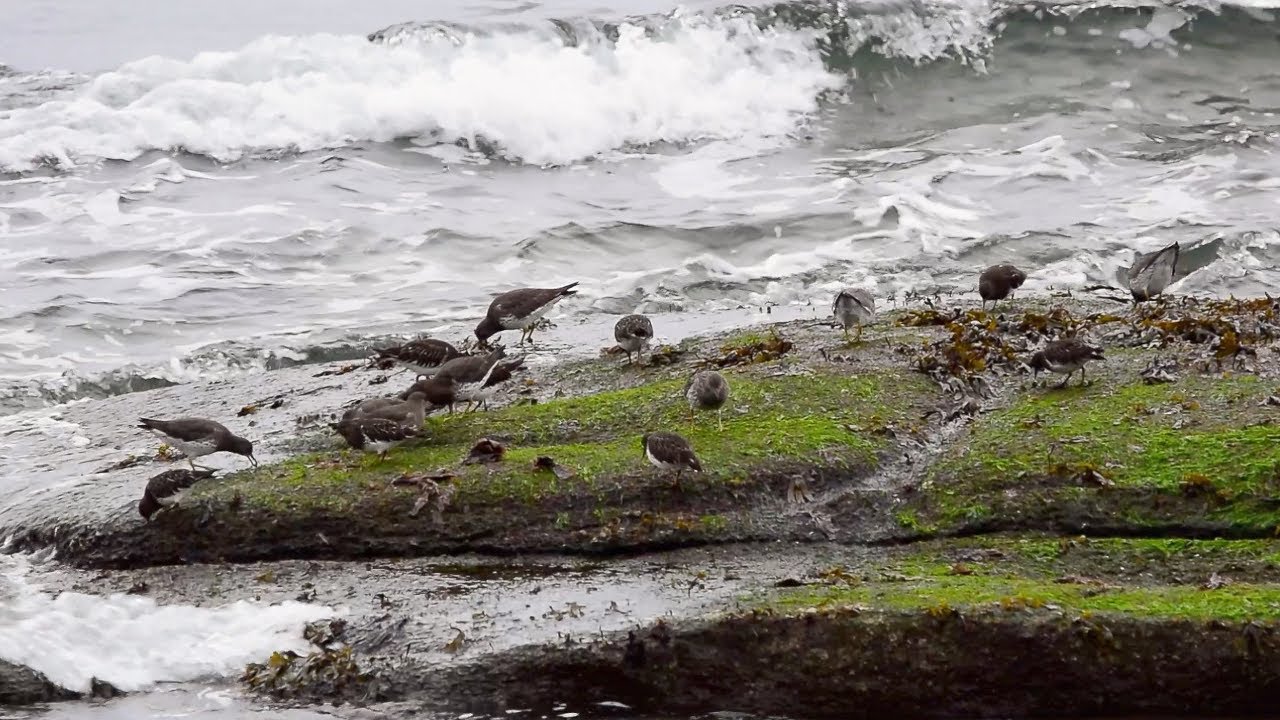 Surfbirds Foraging on Rocky Coastline | Sunshine Coast, BC, Canada