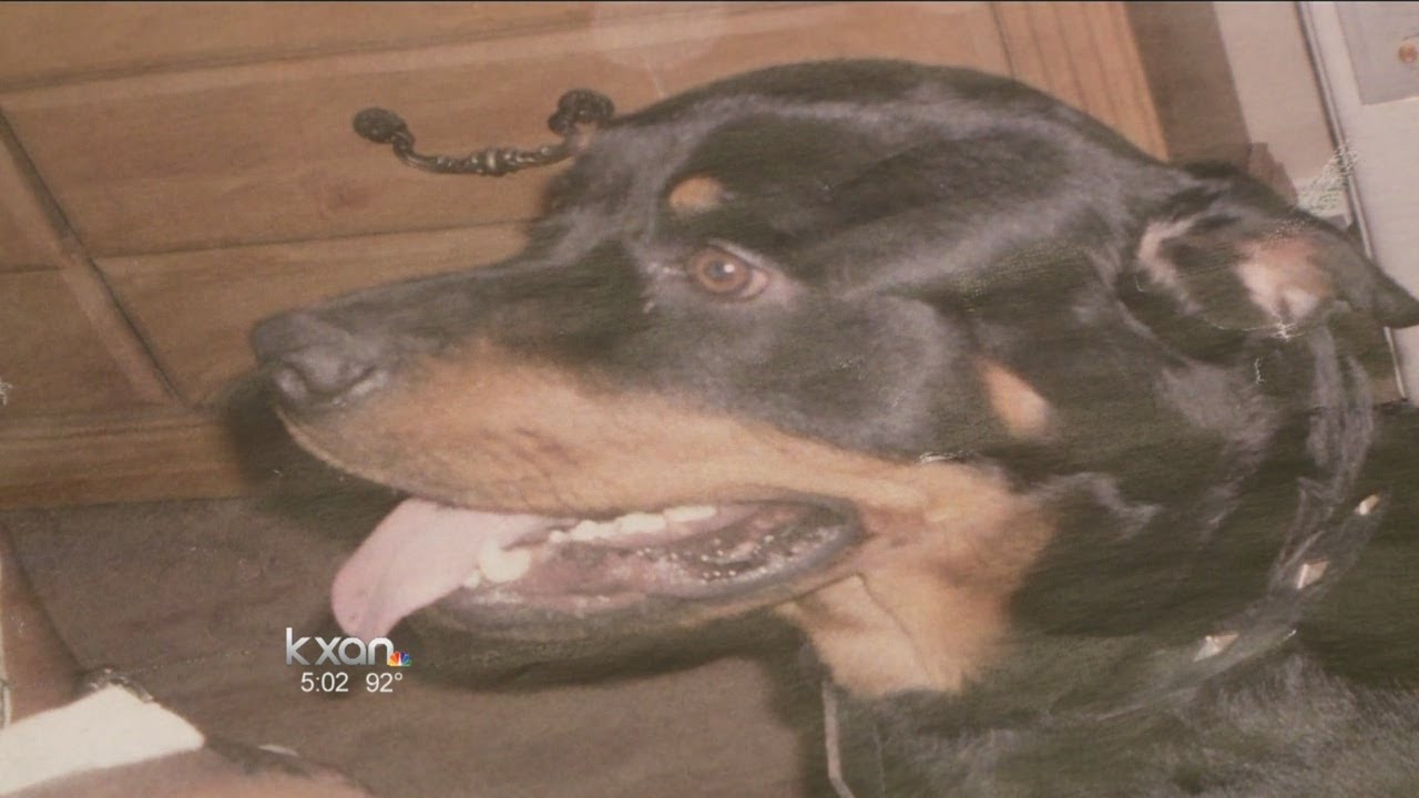 Round Rock officers kill dog while investigating burglar alarm YouTube