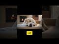 How Dogs Show Affection and Claim Their Human Heartfelt Canine Gestures