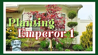 Planting an Emperor 1 Japanese Maple 🍁 |  Why I Chose This vs. Bloodgood | Meet Oliver 😆