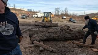sawing some nice walnut logs # 501