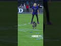 Frisbee dogs!!!