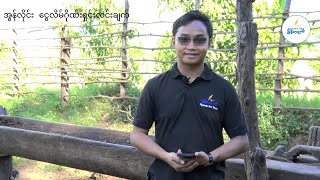 ငွေလိမ်ဂိုဏ်း(ကျားဖြန့်) ပြဿနာ