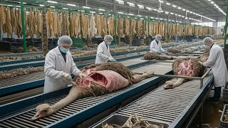 Inside the Ostrich Leather Factory–How Ostrich Skin Becomes Luxury Bags and JacketsComplete Process