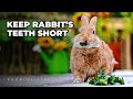 The Surprising Secret To Keeping Your Rabbit S Teeth Short 