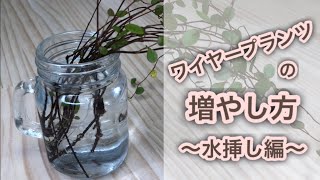 ワイヤープランツの増やし方 水挿し編 観葉植物 Youtube