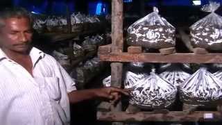 Milky Mushroom Cultivation and Training2