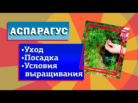 Бейне: Аспарагус - бұл нәзіктік пен дәрі