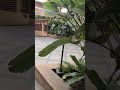 Namaskara Bengaluru #new #vrmvlogs46 #nature #nature #flowers #bollywoodmusic #tereliyehumhaijiye