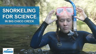 Snorkeling for Science in Big Chico Creek