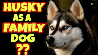 Siberian husky as a family dog in Hindi | Best family dog series | Petsinfomania by PetsInfomania (PI) 3,881 views 1 year ago 3 minutes, 42 seconds