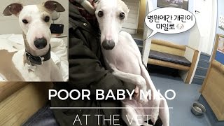 병원에간 개린이 마일로 🐶 Poor baby Milo at the vet