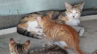 【子猫】漁港に住む野良猫の棲家を覗いてみた