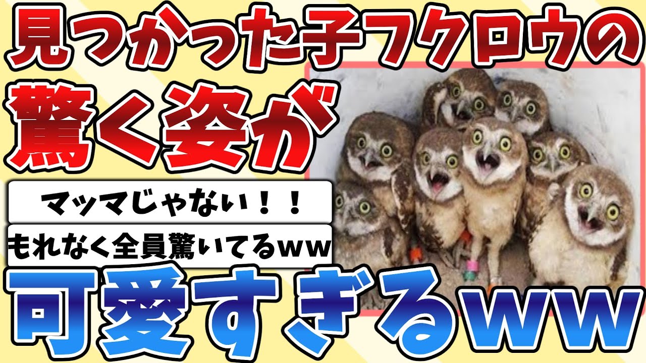 【2ch動物スレ】子供の『フクロウ』もれなくみんな驚いてる姿が可愛すぎるｗｗｗ