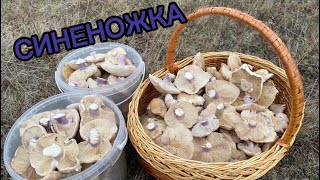 ПЕРВЫЙ СБОР СИНЕНОЖКИ! Рядовка лиловоногая, грибы Крыма