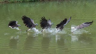 I Use The Sony Rx100 M7 To Shoot Fish Eagle 20Fps
