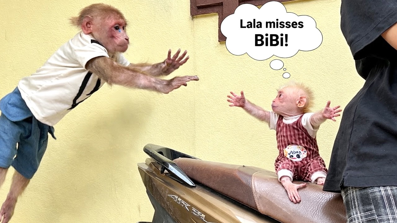 😭 So Cute! Bibi Cries and Runs After Lala and Mom for Breakfast 💞