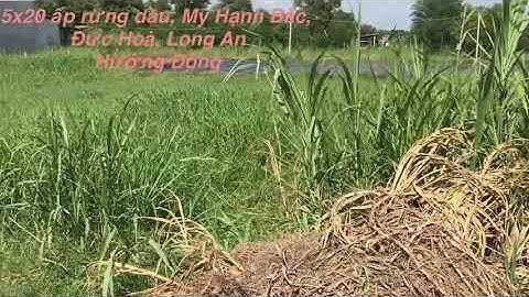 5x20 ấp rừng dầu, Mỹ Hạnh Bắc, Đức Hoà, Long An. Giá 1tỷ còn Tl