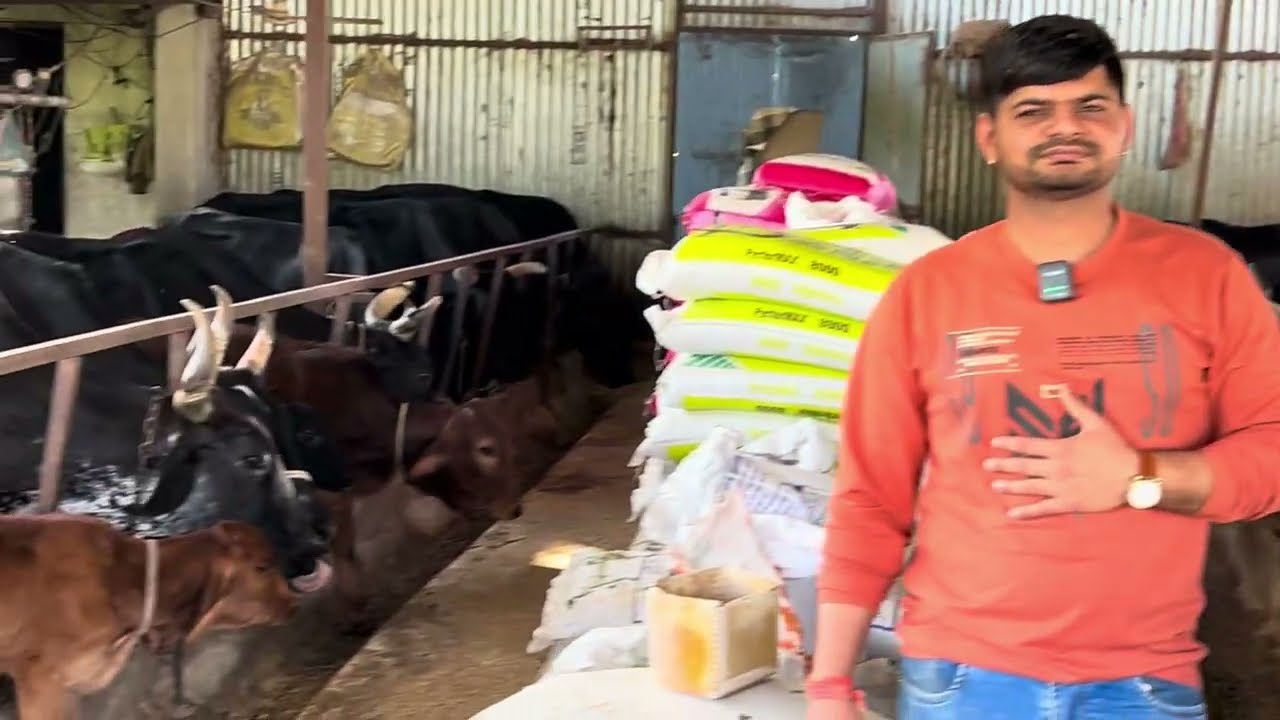 33 दुधारू गायों के डेयरी फ़ार्म से कितनी कमाई🤑। 80 लाख का सालाना दूध ।@indianAgrovet 