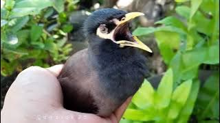 Suara pelan jalak nias gacor | Coba terapi dan pancing jalak nias macet dengan suara ini