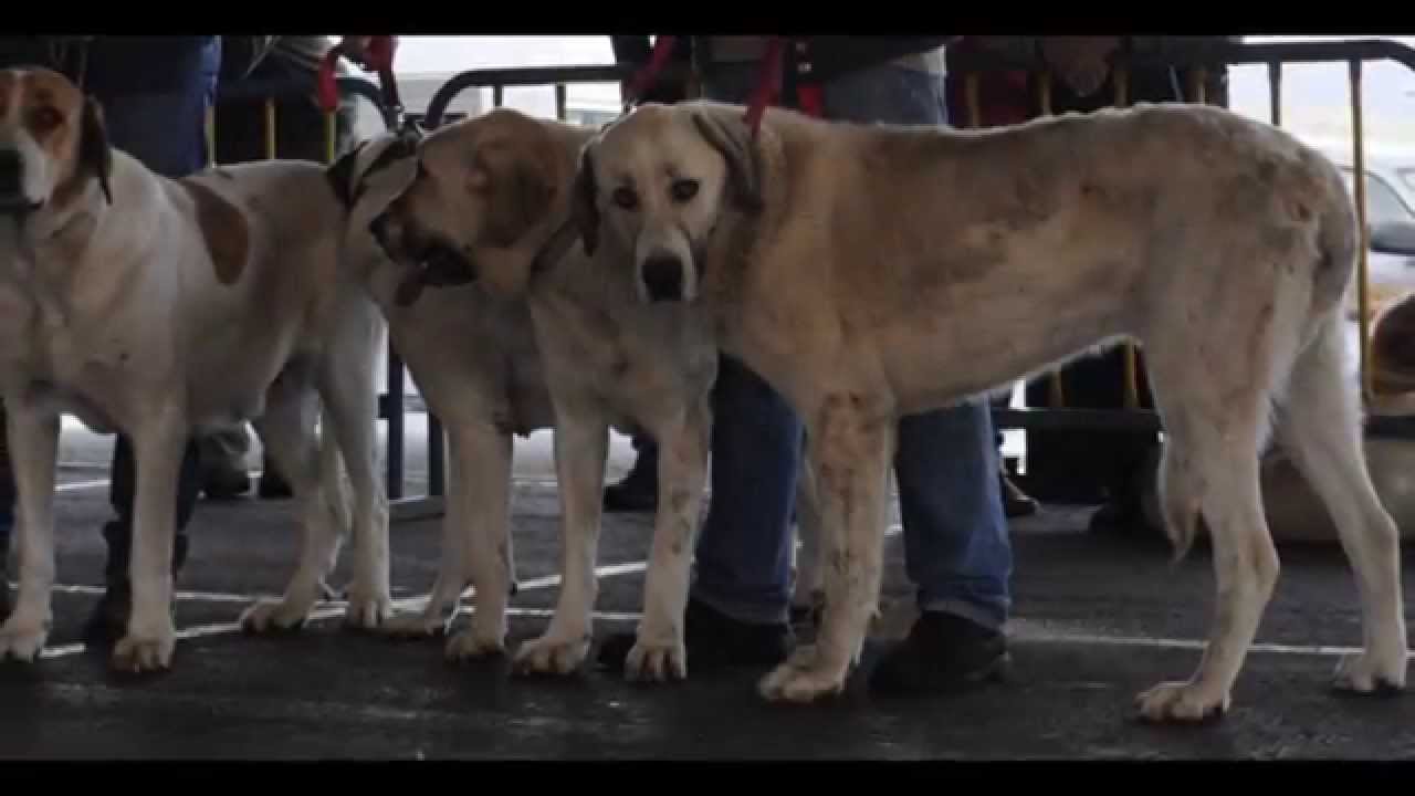 Cão de Gado Transmontano The Best
