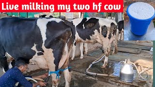 Live Milking My Two Hf Cow On Kamiyab Dairyfarm