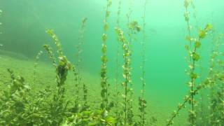 Pan American - Station Clock Freediving In A Beautiful German Lake