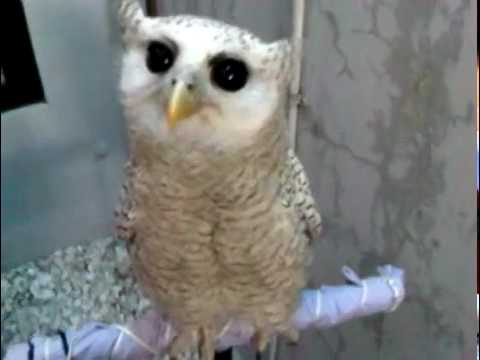 My Cute Barred Eagle Owl Bubo Sumatranus Youtube My Cute Barred Eagle Owl Bubo Sumatranus Youtube