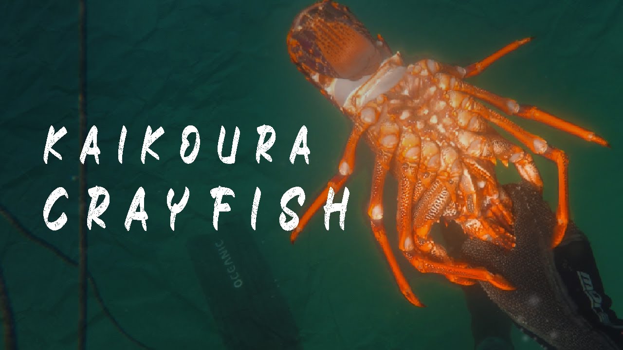 Diving Kaikoura 2019 YouTube