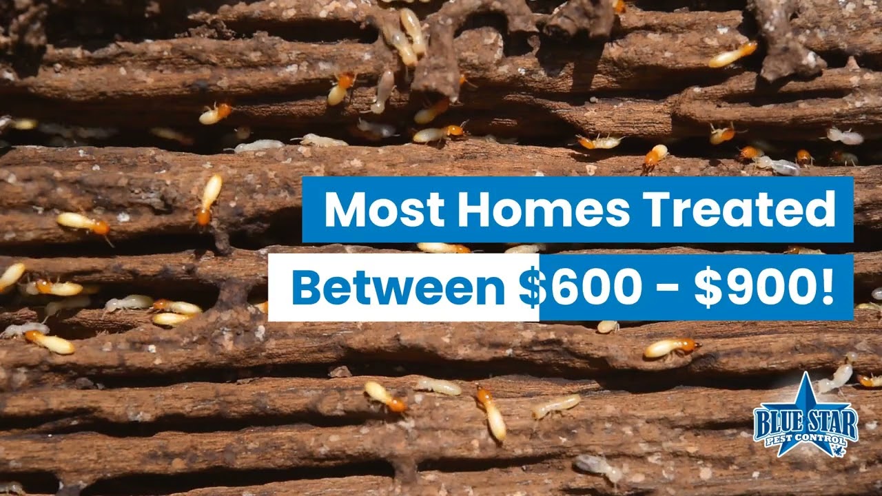 Termite Treatements | Blue Star Pest Control