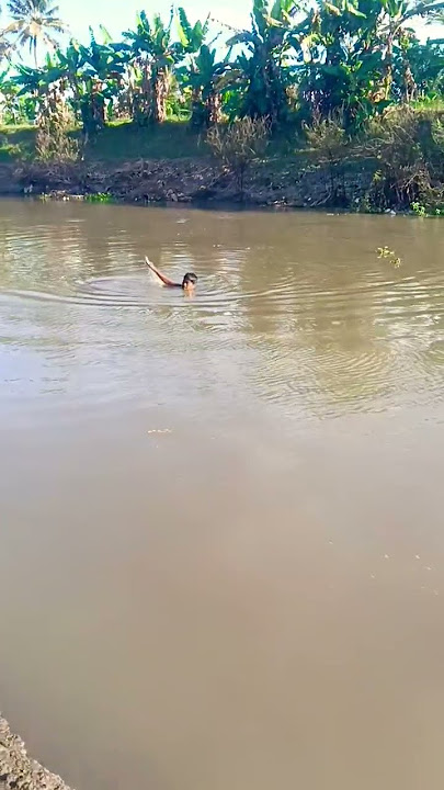 kira kira ada Predator nya nggak yah #jala #fishing #mancing