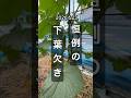 【きゅうりの下葉欠きからの蔓下ろし】長編 #きゅうり栽培