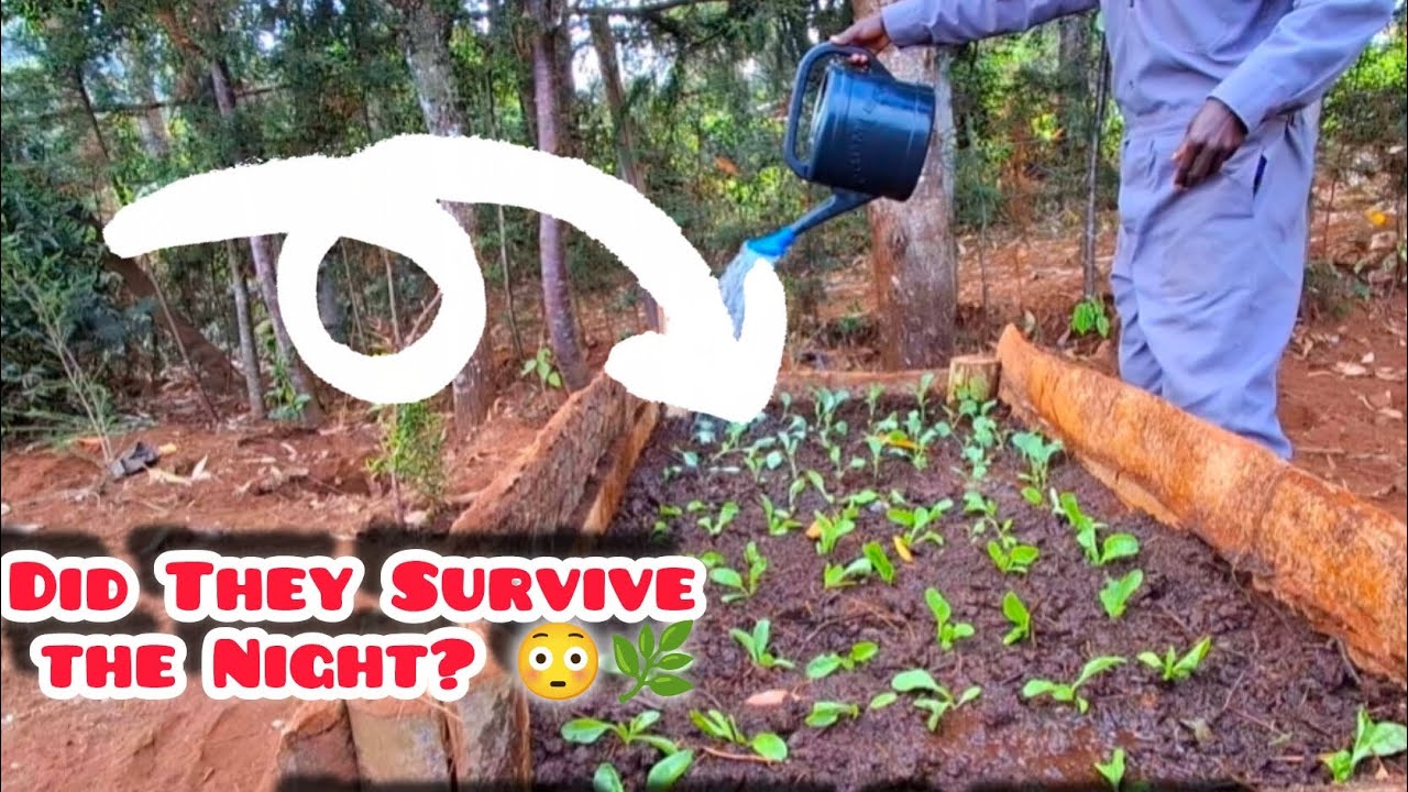 Cold Misty Morning 🌫️🌱 | First Day After Transplant