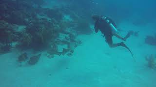 Nurse Shark Eating Speared Lionfish