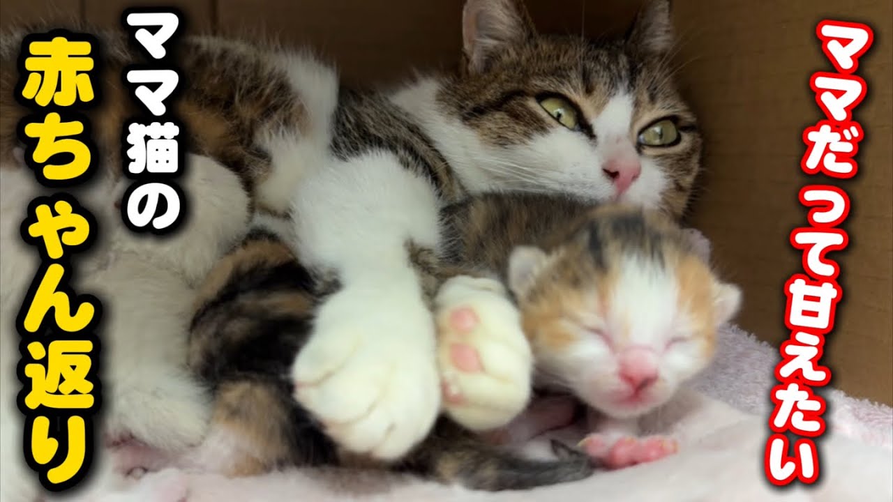 Can you believe this?! The mother cat is acting like a kitten