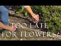 Is It Too Late to Sow Flowers? My Summer Garden Experiment