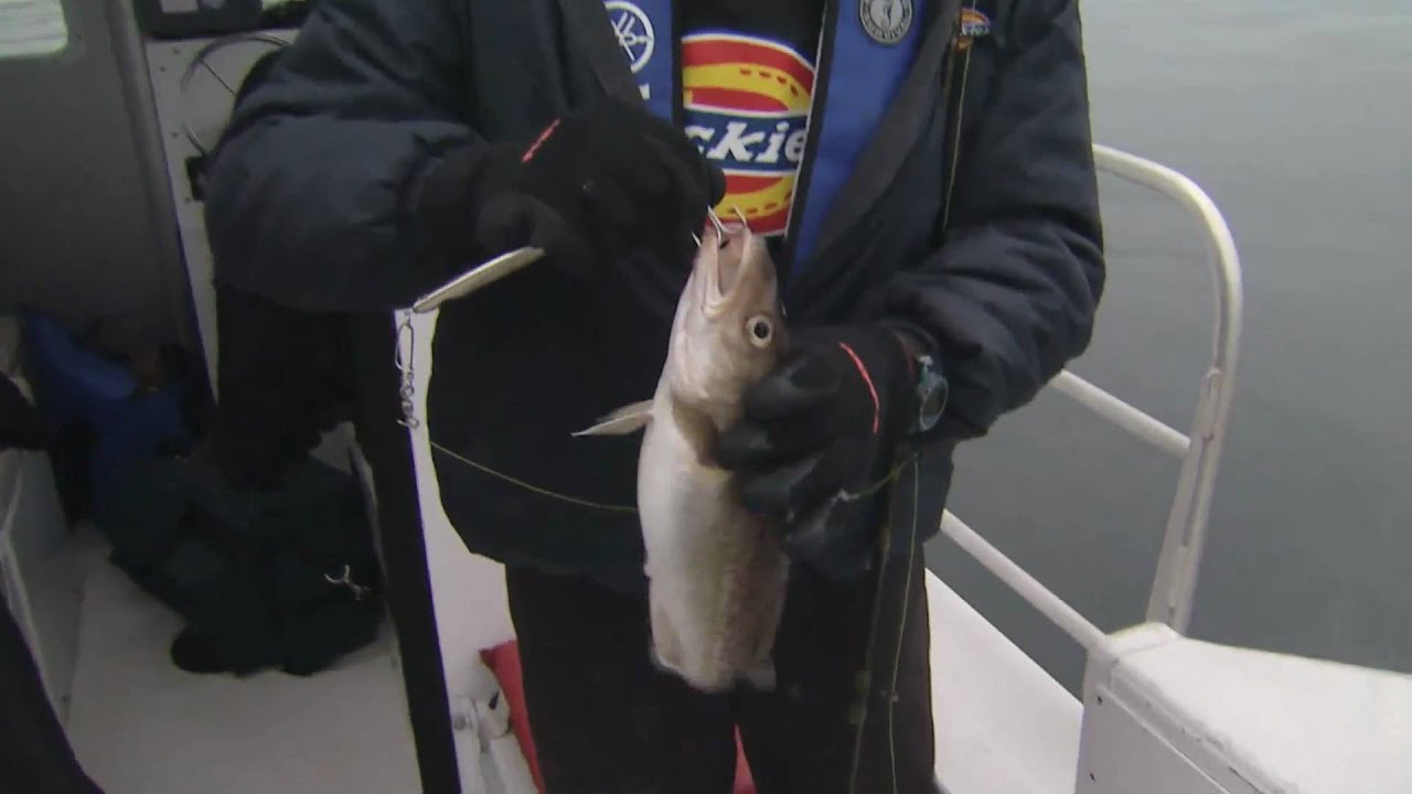 Jigging for Pacific Halibut & Cod Sund's Lodge Malcolm Island BC Part 3 of 4