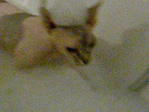 Sphynx cat Noong takes a bath - nimmt ein Schaumbad