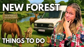 Visiting the New Forest? Here's What You Should Do | VANLIFE UK