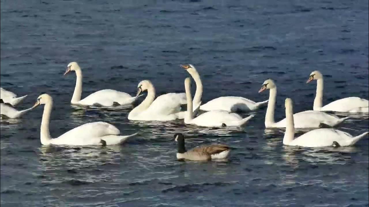 duck-slang-for-youtube