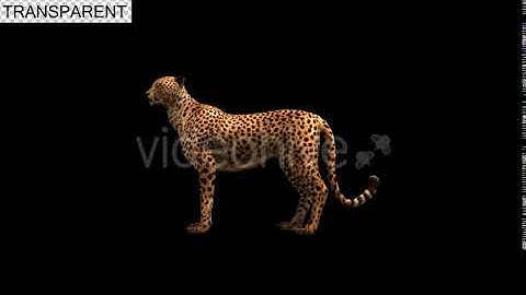 Cheetah Idle | Motion Graphics - Envato elements