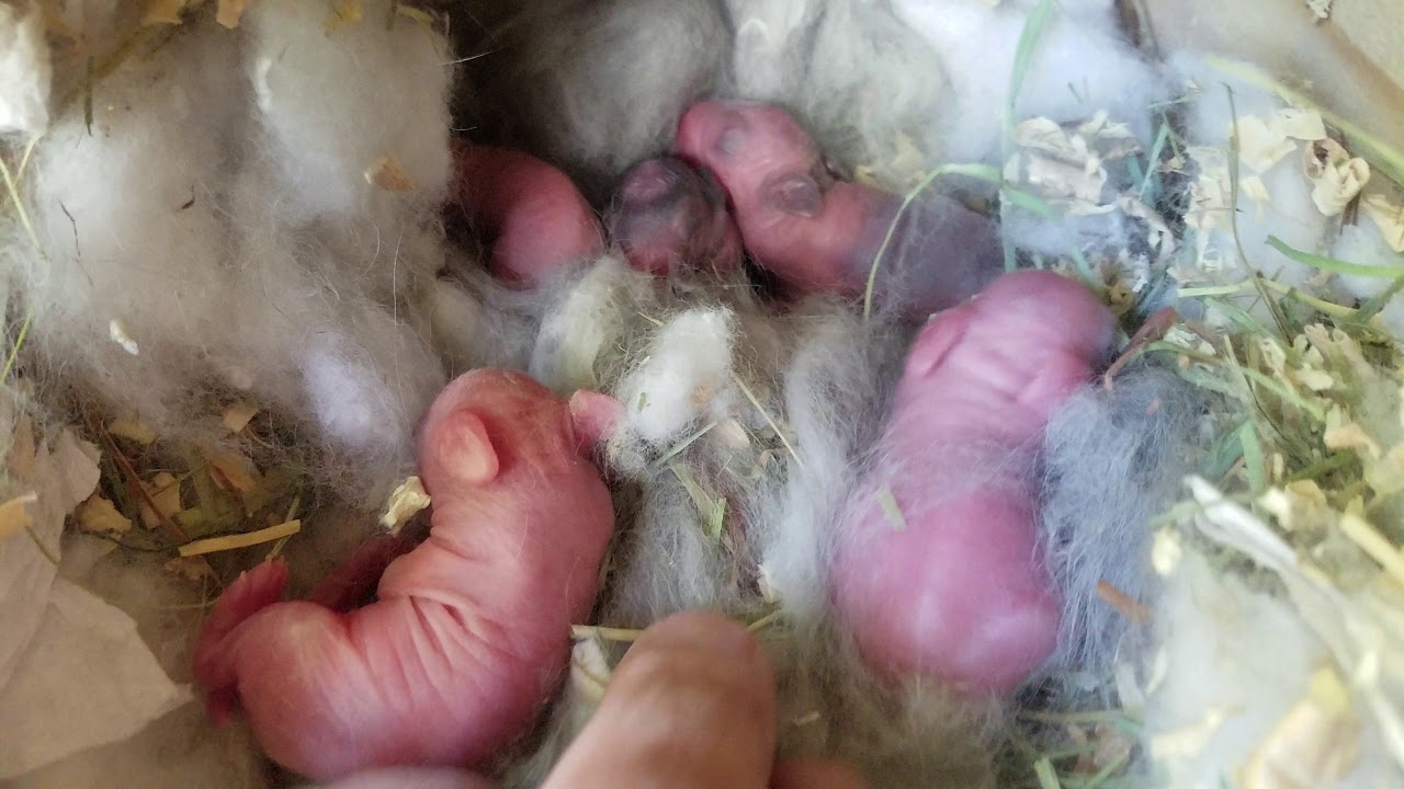 Breeding rabbits One day old lionhead babies rabbit part #1 - YouTube