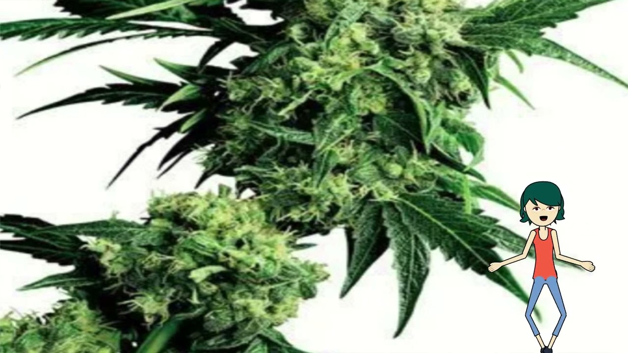 Candy Kush Auto – Growers Choice